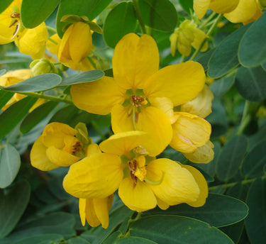 Cassia Surattensis (Glauca) Tree - Scrambled Egg Plant